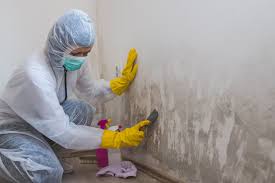 Why You Should Choose Our Mold Remediation Services in Warrensburg, MO